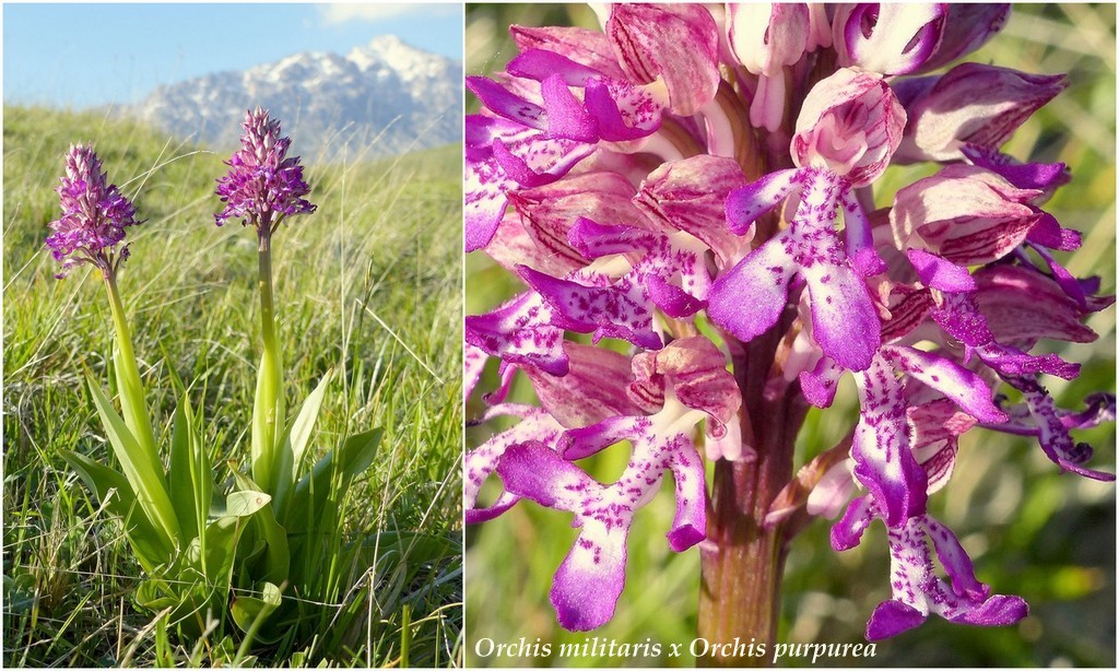 Il Gran Sasso e le orchidee - il mio omaggio al Gigante dellAppennino.